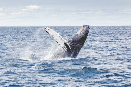 En las costas de Estados Unidos hay poblaciones que se han hecho famosas por el atractivo de observar ballenas
