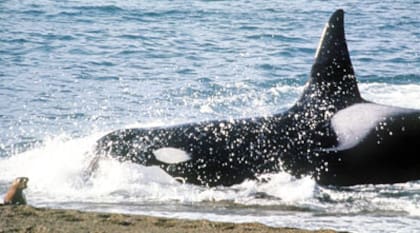 Las orcas no suelen atacar seres humanos, según explican los expertos