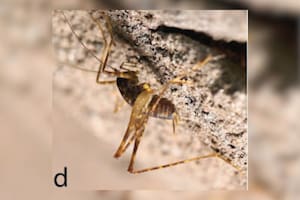 En las Cuevas de Brittania, cerca de Melbourne, se halló al grillo Eburnocauda saxatilis, una especie nunca antes descrita