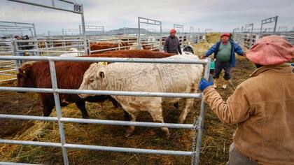 En las empresas de insumos ven perspectivas alentadoras para la ganadería