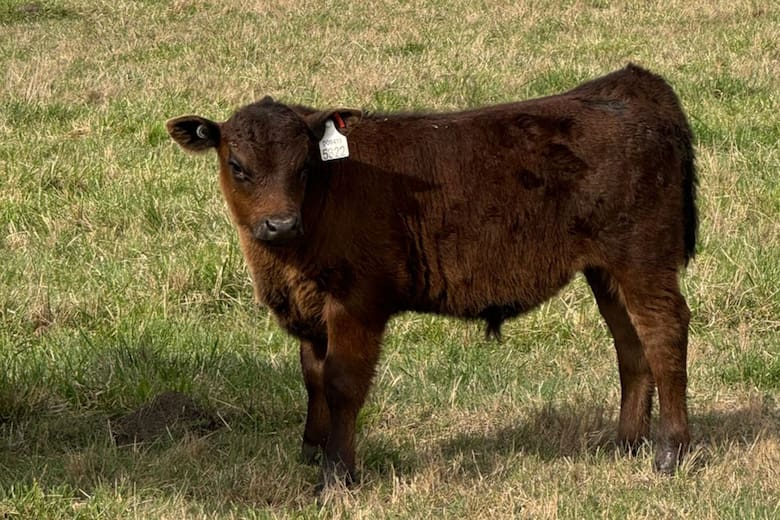 Identificación electrónica bovina: el 20% del rodeo ya adopta la tecnología antes de ser obligatoria