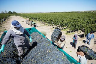 Coronavirus: ¿qué vamos a hacer con el complejo agroalimentario?