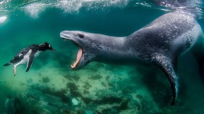 En las frías aguas de la Antártida, Amos Nachoum fotografió a una foca leopardo cazando a un joven pingüino.