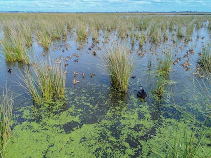 En las lagunas y bañados del PN Ciervo de los Pantanos se registraron 298 especies de aves.