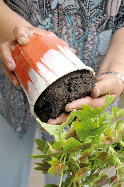 En las macetas, una mezcla de tierra con algo de compost o tierra madura favorece la microbiota útil