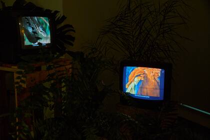 En las pantallas de televisores, aves del paraíso relatan el origen del mundo a los visitantes