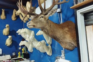 En las paredes del lugar que allanaron había todo tipo de especies exóticas provenientes de América del Norte, Asia y África