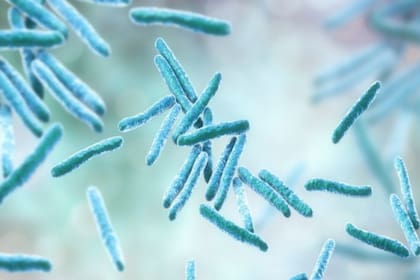 En las personas con TB latente el sistema inmune impide que la bacteria se multiplique. El bacilo está "hibernando", pero puede volverse activo y multiplicarse causando la enfermedad de tuberculosis