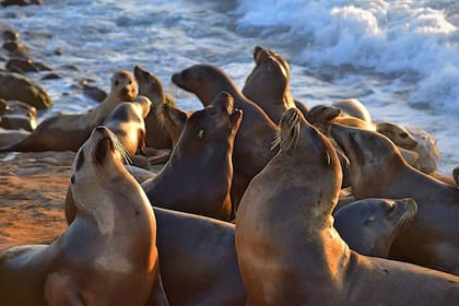 En las playas de La Jolla abundan los leones marinos (Web/Tripadvisor)