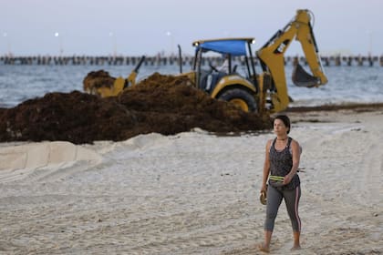 En las playas del Caribe mexicano, recolección de sargazo