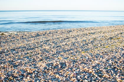 En las playas uruguayas no ocurre lo mismo ya que se respetan los tiempos que las almejas necesitan en playas especiales