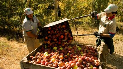 En las provincias de Neuquén, Río Negro, Chubut, Santa Cruz y Tierra del Fuego se controla el ingreso de productos de origen animal y vegetal que pueden afectar el estatus zoofitosanitario de la región, que es libre de fiebre aftosa sin vacunación y libre de plagas como Mosca de los frutos, polilla de la vid o HLB que no están presentes en la Patagonia