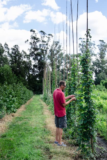 En las recorridas diarias se seleccionan las plantas para la venta.