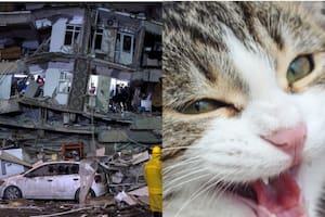El conmovedor rescate de un gato debajo de los escombros del terremoto en Turquía