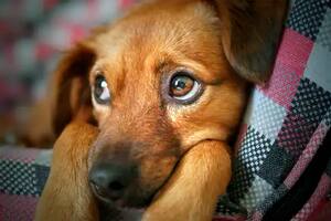 “No recibimos perros comunistas”: la insólita prohibición de un hotel canino