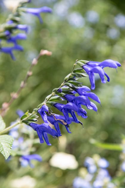 En las regiones frías, la floración de la Salvia guaranitica se inicia a mediados de verano y continúa hasta las heladas.
