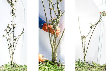 En las rosas trepadoras, debe quitarse primero lo que está enfermo o dañado, los tallos que se entrecruzan y obstruyen el centro, las ramas débiles y los tallos más envejecidos