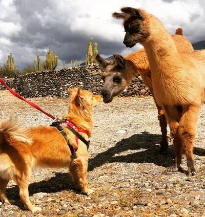 En las ruinas de Quilmes, en Tucumán. "Nos hicieron reír ese día. Se hicieron amigos de unas llamas de la zona".