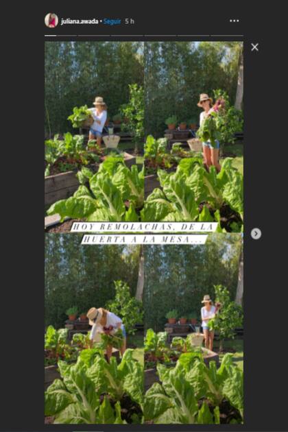 En las últimas horas, Juliana Awada compartió cuatro fotos en las que se la ve cosechando vegetales