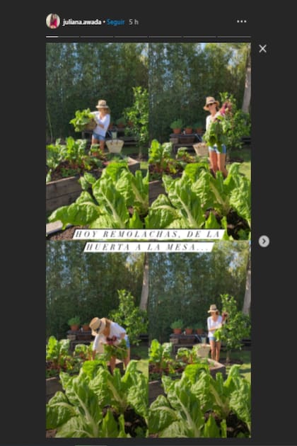 En las últimas horas, Juliana Awada compartió cuatro fotos en las que se la ve cosechando vegetales