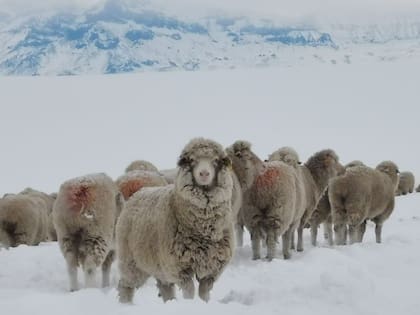 En las últimas semanas, se registraron bajas temperaturas en varias provincias de la Patagonia