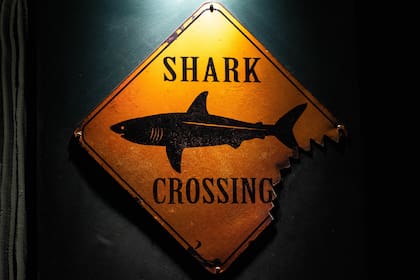 En las últimas semanas se reportaron encuentros con tiburones en playas de Florida y Nueva York (la imagen es ilustrativa)