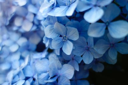 En las variedades de flores azuladas es posible potenciar el color manteniendo el sustrato con un pH ácido, alrededor de 4,5 a 5, que pone disponible al aluminio para la planta