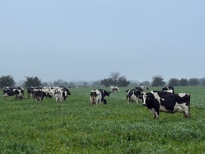 En lechería, en tanto, si bien no muestra buenas relaciones interanuales, sí presenta mejoras cuando se la compara con el promedio de los últimos cinco años.