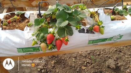 En Lima (Buenos Aires) son 65 las mujeres que trabajan en el cultivo de frutillas