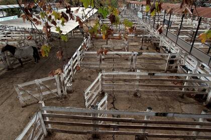 En Liniers. El principal mercado de referencia ganadero tuvo ayer sólo 571 animales (91 de Buenos Aires), menos de los más de 2100 habituales