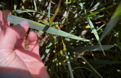 En lo que va de agosto en Entre Ríos, mancha amarilla (Dreschlera tritici-repentis) está ganando relevancia llegando al riesgo medio