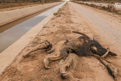 En lo que va de la fecha ya se contabilizaron 250 animales muertos en el canal (Foto: We Are Wild Foundation)