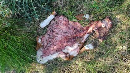 En lo que va del año 2021, al productor Pedro Giebert le carnearon más de 70 vacunos