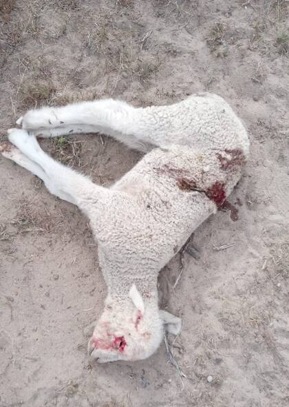 En lo que va del año a Lucchetti el puma ya le mató 80 ovejas y 40 corderos recién nacidos