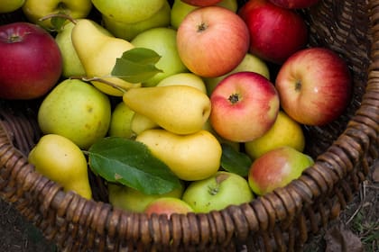 En lo que va del año ingresaron al país 17.477 toneladas de manzanas desde Chile