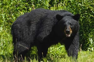 Japón despliega militares ante una ola de ataques de osos que ya dejó 12 muertos