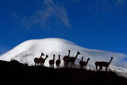 En los alrededores del Chimborazo hay una variedad de camélidos andinos, como las llamas, las vicuñas y las alpacas