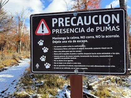 En los alrededores del lodge suele haber pumas