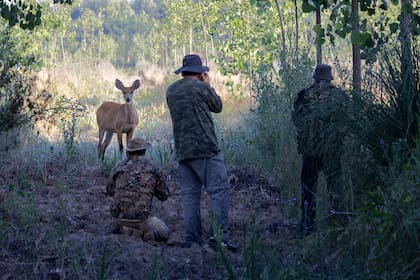 En los avistajes se pueden llegar a ver varios ejemplares de ciervos de los pantanos
