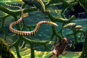Nuevas revelaciones sobre el presunto primer fósil de serpiente de cuatro patas