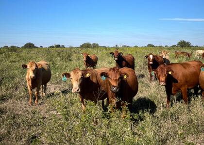 En los campos de la universidad, un rodeo bovino de la raza San Ignacio