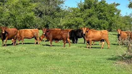 En los campos ganaderos, si bien la mejora en los precios de la hacienda y el sinceramiento cambiario volvieron atractivos los planteos, el mayor requerimiento de inversión y el giro más lento del capital hacen que la recuperación del valor de la tierra no copie el ritmo del campo agrícola