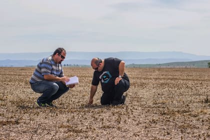 En los campos los Quesada trabajan con ambientación por lotes