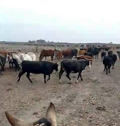 En los campos no hay pasto porque no hubo lluvias que permitieran una recuperación
