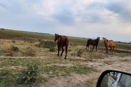 “En los campos que no fueron intervenidos, es decir que no fueron trabajados, se está notando fuertemente que el pasto ha desaparecido"