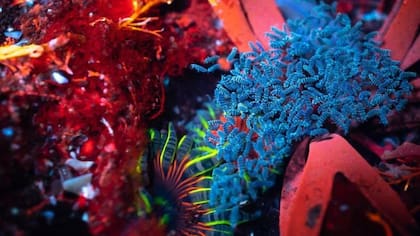 En los charcos y arroyos de los bosques galeses se pueden encontrar especies tan coloridas que parece que estuviéramos en un coral marino.