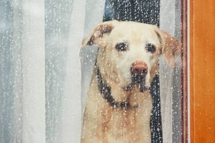 En los climas lluviosos se aplica la misma regla para las mascotas que para las personas (Foto Pexels)