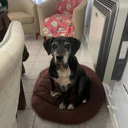 En los días más fríos, disfrutaba de siestas cerca del calefactor.