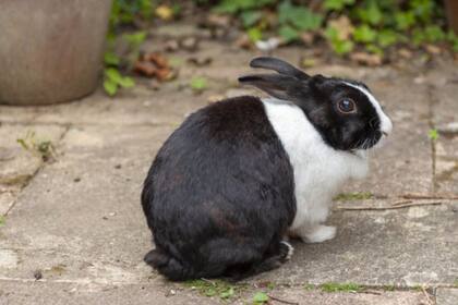 En los espacios exteriores es donde las mascotas entran en contacto con los animales salvajes