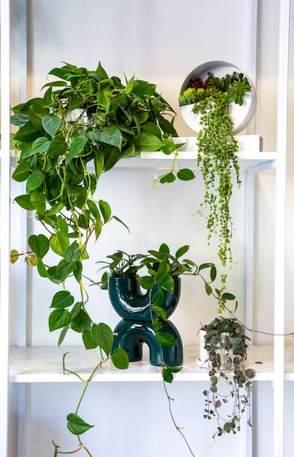 En los espacios interiores, las plantas colgantes son un punto de interés visual, además de ser de fácil cuidado y aliado que purifica el aire. 